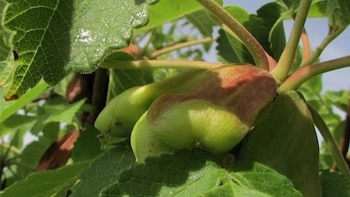 La planta que combate de